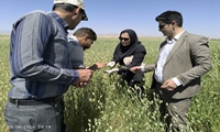 توسعه تولید بذر استاندارد در اولویت برنامه‌های جهاد کشاورزی لرستان/۸۰ هکتار سطح زیر کشت سیب‌زمینی بذری