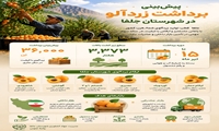🍑 نوید فصل طلایی زردآلو در جلفا