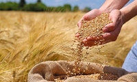توزیع ۲۰۰۰ تن بذر اصلاح شده در خراسان‌شمالی