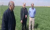 برنامه‌های راهبردی استان قم برای تأمین بذر گواهی‌شده مورد نیاز کشاورزان در سال زراعی آتی
