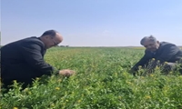 ارزیابی میدانی مزارع غلات و کلزای دهستان قمرود؛ وضعیت مزارع مطلوب ارزیابی شد