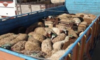 واگذاری مجوز حمل دام به مدیران شهرستانی