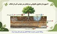 اینفو گرافی ۶ مورد از دلایل ناتوانی درختان در جذب آب از خاک