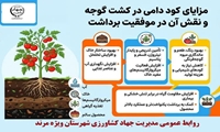 اینفو گرافی مزایای کود دامی در کشت گوجه فرنگی ونقش آن در موفقیت برداشت