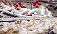 تمرکز بر تنظیم بازار داخلی و استان‌های همجوار با تولید مازاد مرغ در خراسان جنوبی