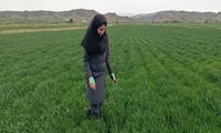 پایش میدانی مزارع شهرستان مانه در ایام نوروز؛ اقدامات فوری برای کنترل آفات و علف‌های هرز
