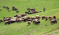 برخورد با چرای زودهنگام دام در مراتع نهاوند