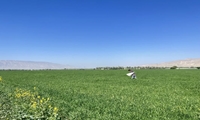 بازدید از مزارع شتوی در بخش افزر قیروکارزین
