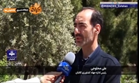 برداشت گل بیدمشک در  شهرستان کاشان آغاز شد؛ جان گرفتن دوباره طبیعت و رونق عرق‌گیری سنتی