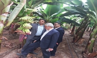 نیاز مبرم استان یزد به اصلاح الگوی کشت در گلخانه ها