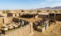 پیش‌بینی تولید ۲۵۰ تن گوشت قرمز در هیرمند سیستان و بلوچستان طی بهار ۱۴۰۵؛ با تکیه بر ظرفیت‌های دامپروری