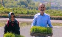 آغاز نخستین نشای برنج در غرب و شرق گیلان