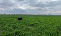 بازدید و رصد عوامل خسارتزا در مزارع گندم و جو شهرستان ملارد 