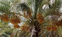 شناسنامه دارکردن ۲۲ باغ در آبادان از ابتدای سال تاکنون