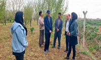 شهرستان بناب با تولید بالغ بر 35 هزار تن کشمش رتبه نخست استان در فرآوری و صادرات انگور