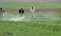 مبارزه گسترده با آفات و عوامل خسارتزا در مزارع غلات شیروان