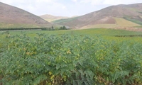 رهاسازی زنبور براکون در مزارع نخود شهرستان بدره