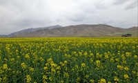  کشت  ۳ هزار هکتار کلزا در استان آذربایجان شرقی