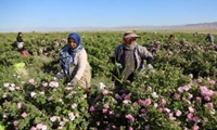 برداشت گل محمدی از مزارع خراسان شمالی