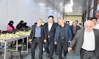 صنایع تبدیلی، زیرساختی مؤثر برای کاهش ضایعات بخش کشاورزی