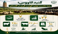 گنبدکاووس؛ رتبه نخست تولید گوشت قرمز در گلستان؛ سهم ۲۲ درصدی در تأمین پروتئین استان