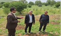 از پژوهش تا باردهی؛ پسته در سردترین نقطه دشتک «دنا» به ثمر نشست