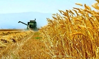 پیش بینی برداشت بیش از ۶۱۶ هزار تن گندم از مزارع خراسان رضوی