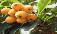 پیش‌ بینی برداشت ۷۵۰ تن ازگیل ژاپنی در گیلان   