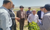 پیشرفت اجرای طرح سازگاری ارقام «پکان» با اقلیم ایلام
