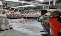 ثبات نسبی بازار مرغ در بروجرد با همت مرغداران و نظارت فشرده