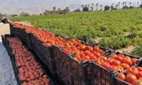 شهرستانِ فاروج، رتبه نخستِ تولیدِ نشاء گوجه فرنگی را در خراسان شمالی 