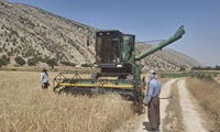 پیش‌بینی برداشت ۷هزارتن از مزارع غلات کوه‌چنار 