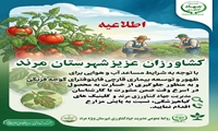 بیماری قارچی فایتو فترای گوجه فرنگی