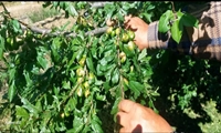 خسارات بارش شدید تگرک به باغات و اراضی شهرها و روستاهای هدف شهرستان شبستر