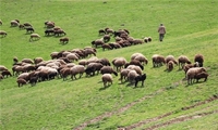 عرضه بیش از ۱۰ هزار راس دام سبک عشایر گیلان در روز عرفه و عید سعید قربان