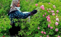 تولید سالانه ۲۰ تُن گل‌محمدی در فامنین