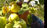 باغداران گلستانی برداشت سیب ، به و گردو از باغات ارتفاعات استان را آغاز کردند