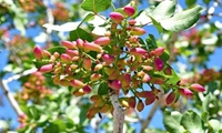 نکات کاربردی مدیریت باغات پسته