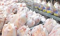 خرید حمایتی ۲۰۰ تن مرغ در ایلام با هدف حمایت از تولیدکنندگان و تقویت ذخایر استراتژیک
