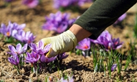 اجرای کشت نوین زعفران به روش ایروپونیک در روستای شادخال شفت