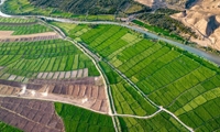 تعیین تکلیف ۲۵ هکتار از اراضی کشاورزی گیلان در راستای تولید پایدار
