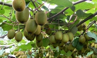 صادرات کیوی گیلان از مرز ۲۷ هزار تُن گذشت