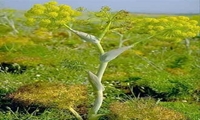 طلای سبز شمیرانات راهی بازارهای صادراتی شد؛ درآمد میلیاردی از طرح کبودچال