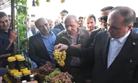 تولید انگور آذربایجان شرقی در سال جاری به بیش از ۳۳۰ هزار تن می‌رسد