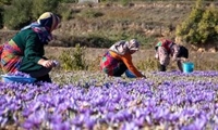 خراسان‌شمالی؛ پیشتاز کشور در کشت کاملینا و عملکرد زعفران