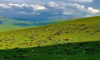 لزوم راه‌اندازی ایستگاه تولید بذر مرتع در استان ایلام