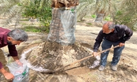 ردیابی و مبارزه با آفت سرخرطومی حنایی خرما در  بیش از ۳۰ هزار هکتار نخلستان های جنوب کرمان درسال ۱۴۰۲