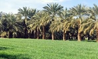 افزایش مشارکت مردمی در ارتقاء تولیدات کشاورزی خوزستان