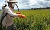 مبارزه در سطح ۸۰۶ هزار هکتار با بیماری های گندم تاکنون/ مبارزه شیمیایی آخرین ابزار برای کنترل بیماری ها و آفات