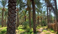    استمرار فعالیت اکیپ های گشت تغییر کاربرای اراضی در خرمشهر